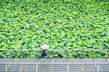 <br>          7月23日，太原汾河公园内，一位市民雨中赏荷。 本报记者 胡远嘉 摄<br><br>        