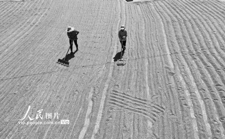 <br>              2020年6月15日，河北省遵化市东新庄镇后毛庄村农民在场院晾晒小麦。<br><br>        