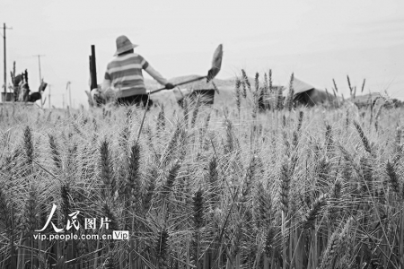 <br>          2020年6月15日，河北省遵化市东新庄镇后毛庄村农民在田间收获小麦。 本版图片均据人民网<br><br>        