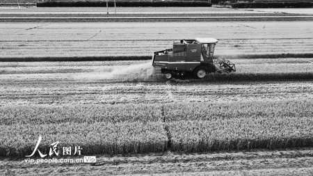 <br>              2020年6月15日，河北省遵化市东新庄镇后毛庄村农民驾驶农机收割小麦。<br><br>        