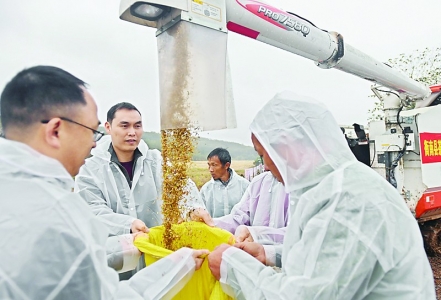 <br>          11月2日，在第三代杂交水稻“叁优一号”衡南试验示范基地，工作人员将稻谷装袋。<br><br><br>        