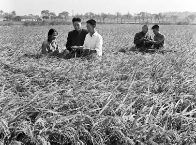 <br>          　　　　这是1975年11月，袁隆平（右三）和同事李必湖（右一）在观察杂交水稻生长情况。在党和国家的大力支持下，全国有19个省、市、自治区先后组成科研协作组，开展群众科学实验，成功地育成了杂交水稻。<br><br>        