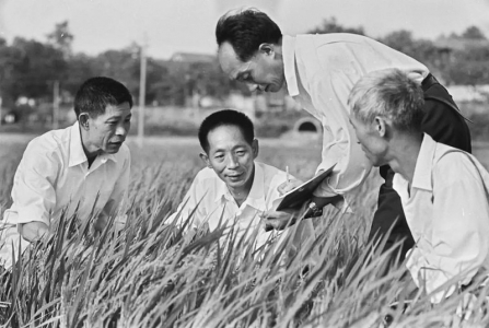 <br>          　　　　1980年10月，我国第一个研究杂交水稻的育种家、湖南省农业科学院研究员袁隆平（左二），经过10多年刻苦的研究实验，在有关科研单位的协作下，攻克了制种关，使杂交水稻的研究获得全面成功，为水稻增产开辟了新的途径。<br><br>        