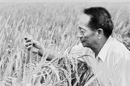 <br>          　　　　袁隆平教授在观察两系法杂交晚稻结实情况。<br><br>        