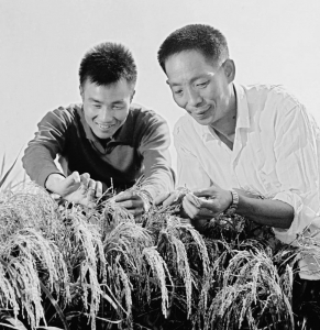 <br>          　　　　湖南省农业科技人员袁隆平 （农业科学院研究员）（右）、李必湖在观察杂交水稻生长情况。<br><br>        