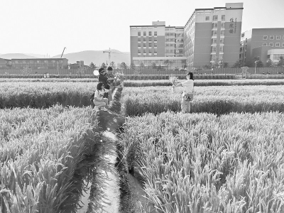 <br>          游客在稻田公园感受“荷花世界稻花香”美景 图片由太原市晋源区融媒体中心提供<br><br>        