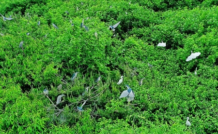 <br>          环境优美的金树种植园吸引了大批鹭鸟栖息 图片由晋源区融媒体中心提供<br><br>        