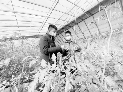           青年农业人才投身乡村振兴        