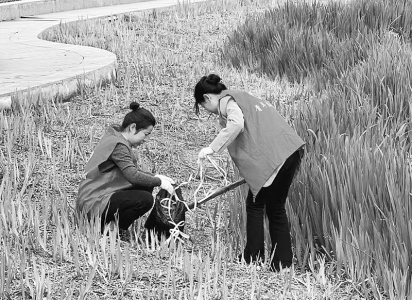           清理岸边垃圾 图片由团运城市委提供        