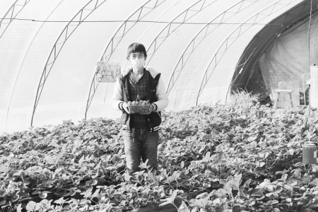           小小草莓成了年轻人回乡安家置业的“助推器” 本报记者 康乐 摄        