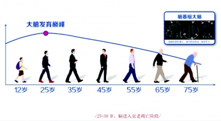           25-30岁，脑进入衰老凋亡阶段        