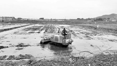           泉水溢满整个稻田 本报记者 康乐 摄        