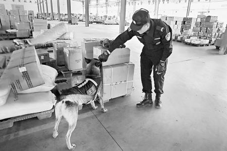           警犬按照训导员的指示认真地嗅探着每一件货物        