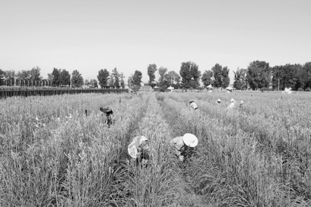           积极支持地方特色农业产业发展 图片由大同农信社提供        