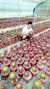           扎根乡村种植多肉植物 图片由受访者提供        