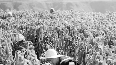           产业增收农民丰收 图片由石楼县融媒体中心刘瑞提供        