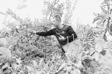           诱人的鲜果令人垂涎 本报记者 康乐 摄        