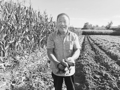           红薯喜获丰收 本报记者 刘琴 摄        