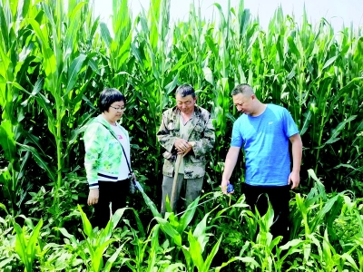           王少卿扎根在农业生产第一线 图片由受访者提供        