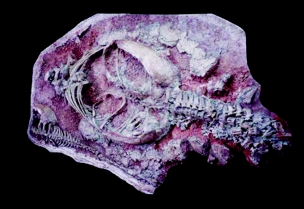           晋地甲龙 资料图片        