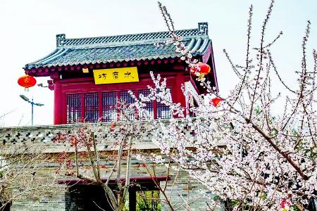           早春花卉香满园 图片由洪洞大槐树景区提供        