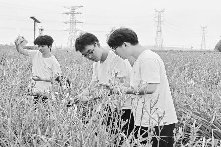           图片由山西农业大学园艺学院社会实践队提供        