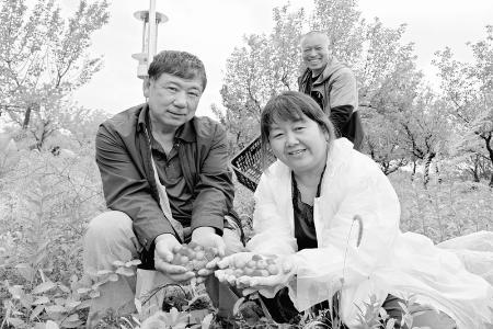           村民采收钙果 图片由太原市万柏林区融媒体中心提供        