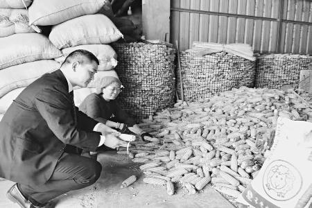 金融助农组合拳“接地气、见实效、暖民心” 通讯员 牛青武 摄