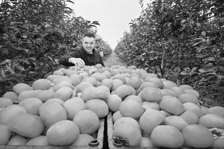 山西农商银行坚守服务“三农”主责主业