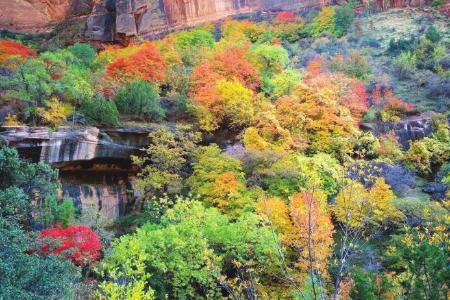 五彩斑斓的王莽岭