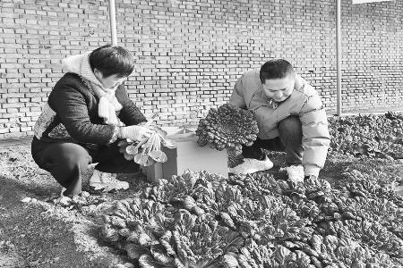 盐碱荒地变丰产菜园 图片由太原市晋源区融媒体中心提供