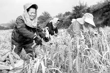 武乡农商银行破解小微企业与农户融资难题 图片由通讯员提供