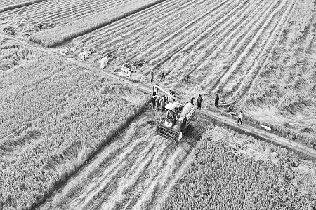 以显著帮扶成效为乡村全面振兴注入强劲动力 图片由省农商行提供