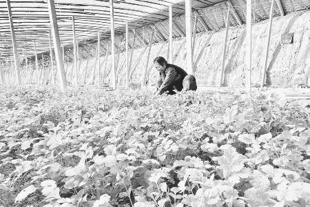 定襄农商银行破解融资难题提升服务效率 图片由定襄农商银行提供