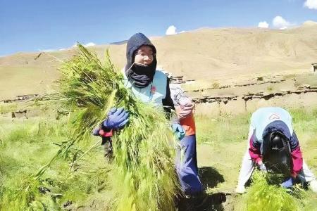 下乡帮老乡收割青稞 图片由山西大同大学团委提供