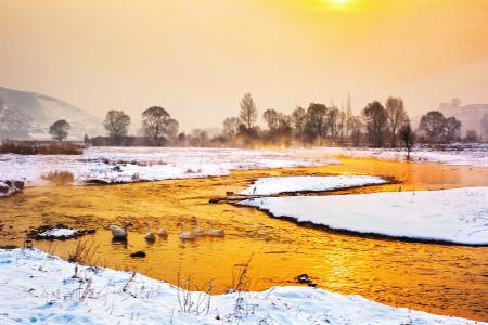 群鹅戏水畅享冬日暖阳 本版图片均为资料图片