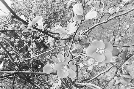 春日美景惹人醉 本报记者 王文丽 摄