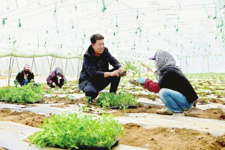 以青春之力破解传统农业困局 图片由共青团阳高县委提供