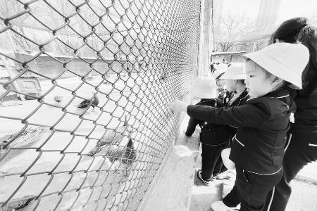 幼儿园小朋友近距离观察鸟类形态