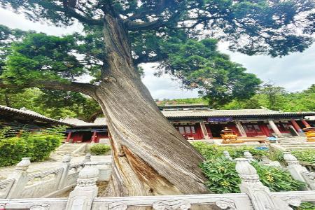 卦山奇柏 本报记者 田璐 摄